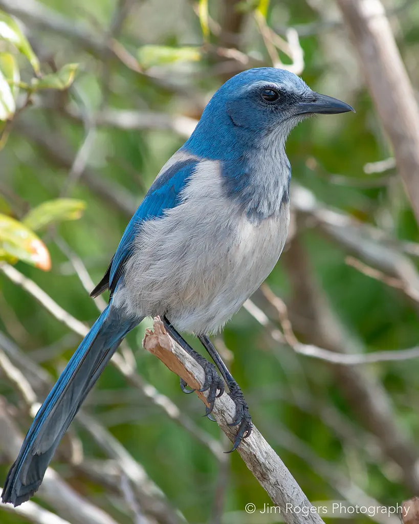 丛鸦（Aphelocoma coerulescens）