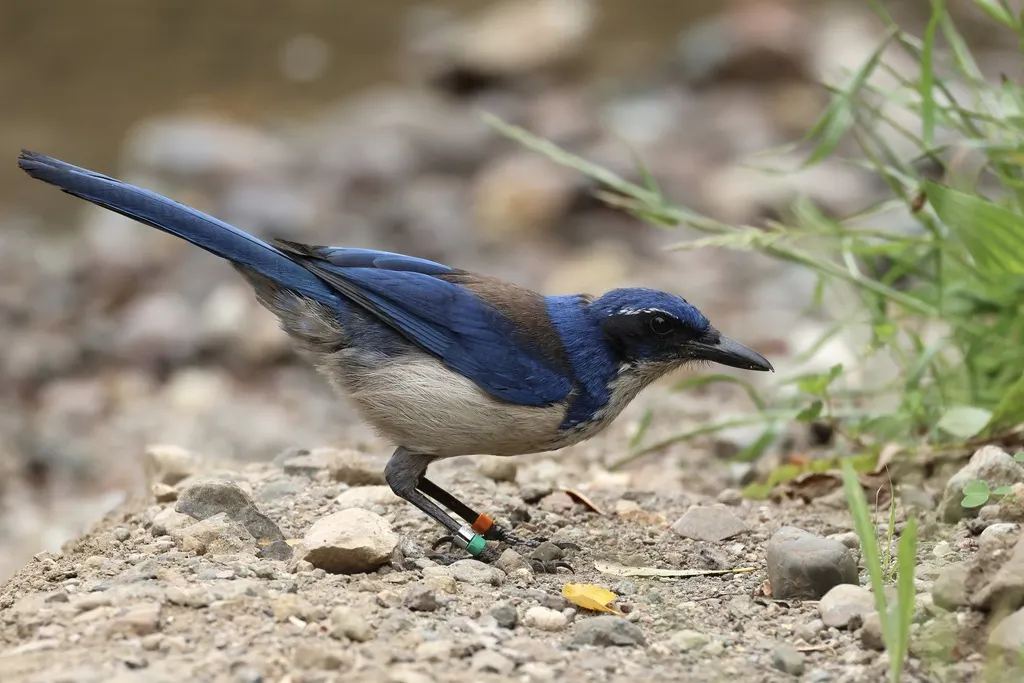 圣岛丛鸦(Aphelocoma insularis)