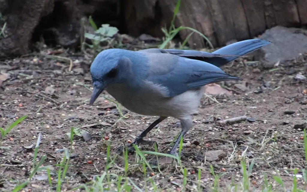 墨西哥丛鸦（Aphelocoma wollweberi）