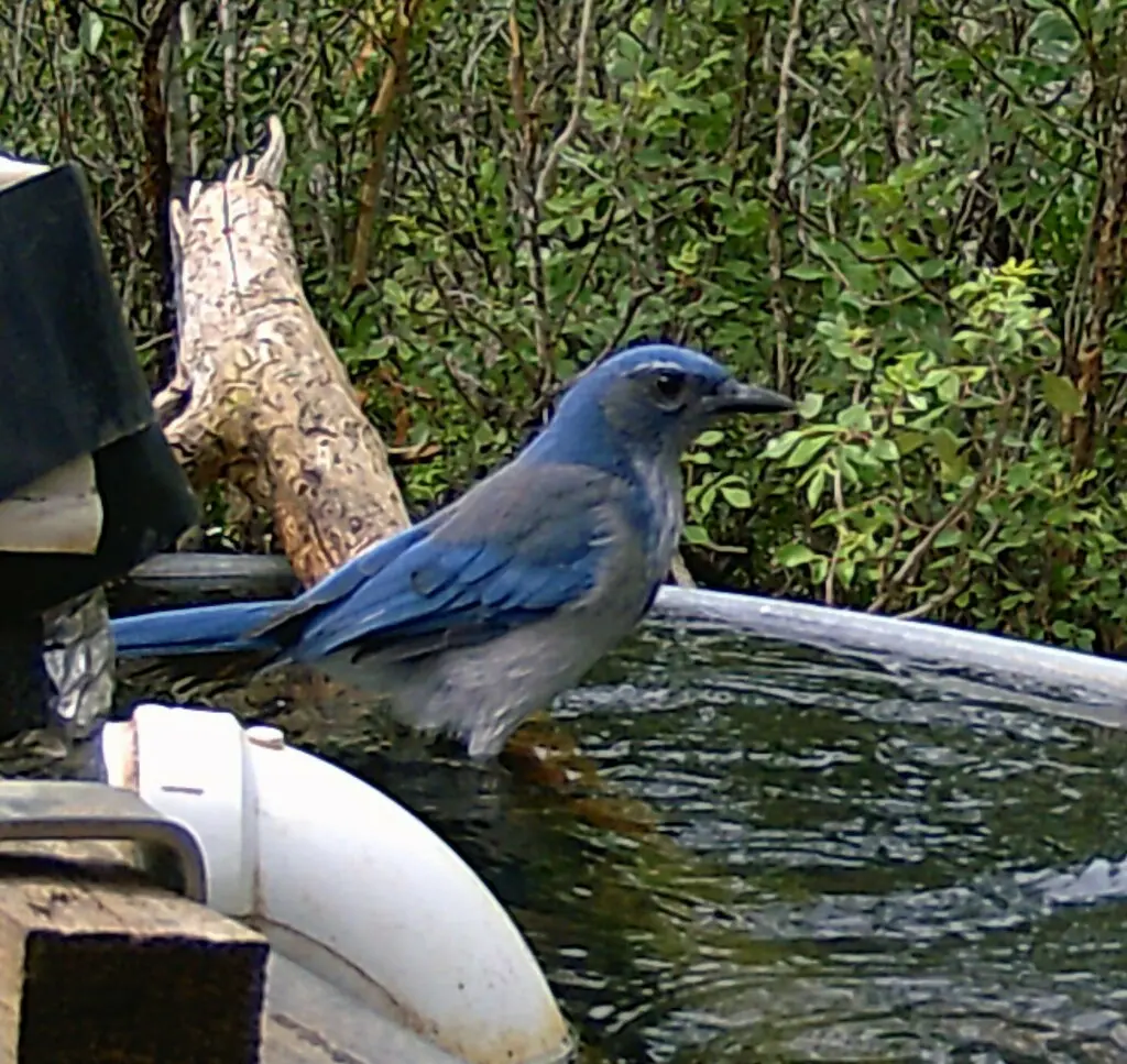 伍氏丛鸦(Aphelocoma woodhouseii)
