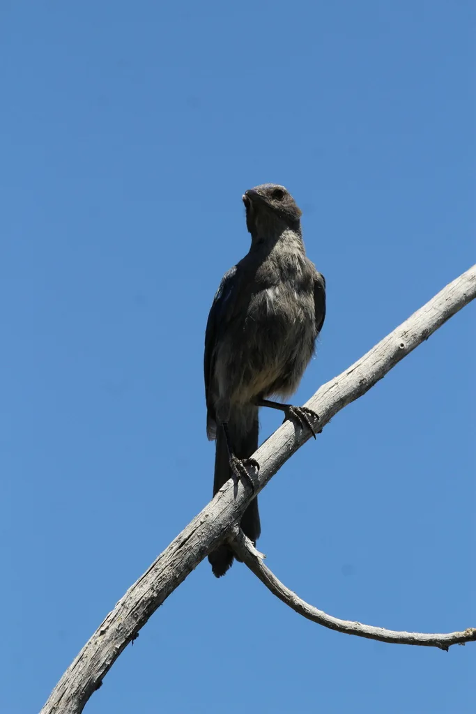 伍氏丛鸦(Aphelocoma woodhouseii)