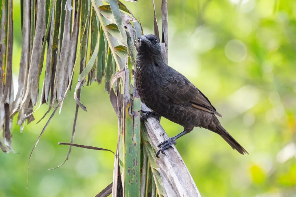黑辉椋鸟(Aplonis atrifusca)