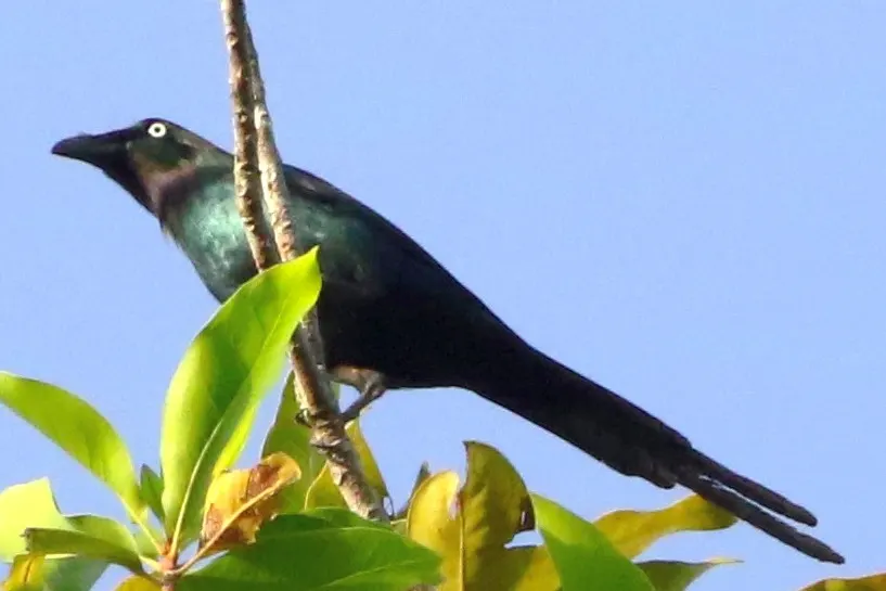 白眼辉椋鸟(Aplonis brunneicapillus)