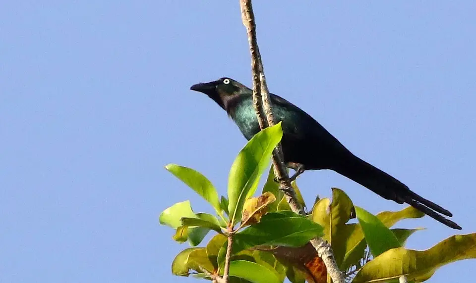 白眼辉椋鸟(Aplonis brunneicapillus)