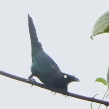 黄眼辉椋鸟