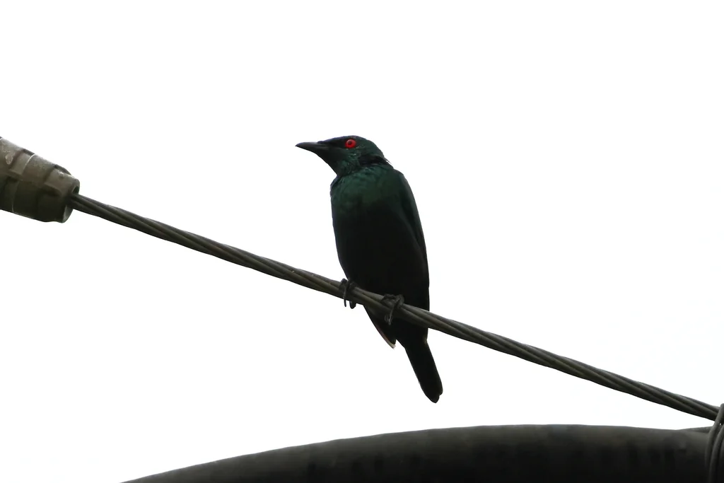 亚洲辉椋鸟(Aplonis panayensis)