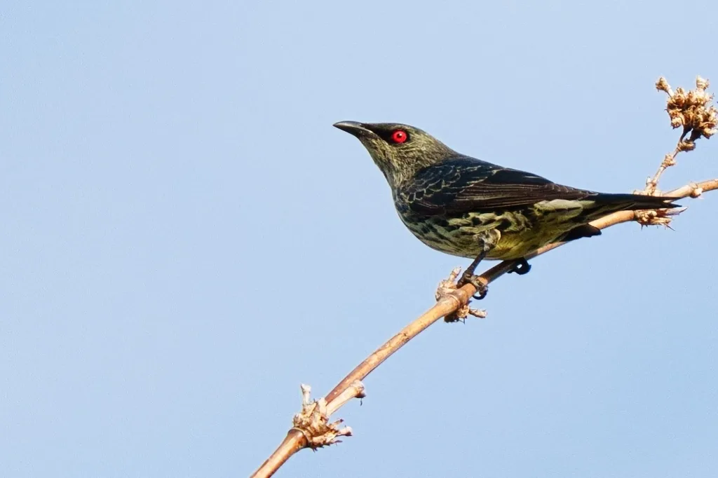 亚洲辉椋鸟(Aplonis panayensis)