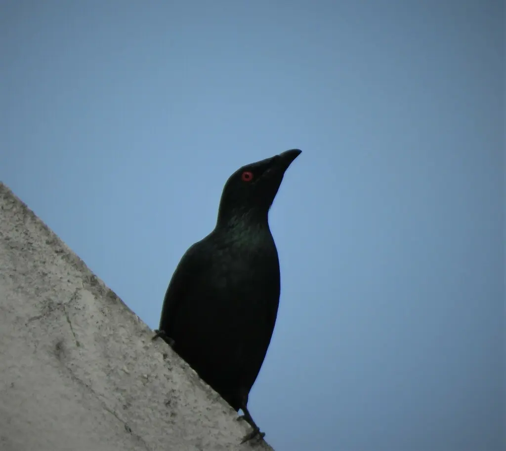 亚洲辉椋鸟(Aplonis panayensis)