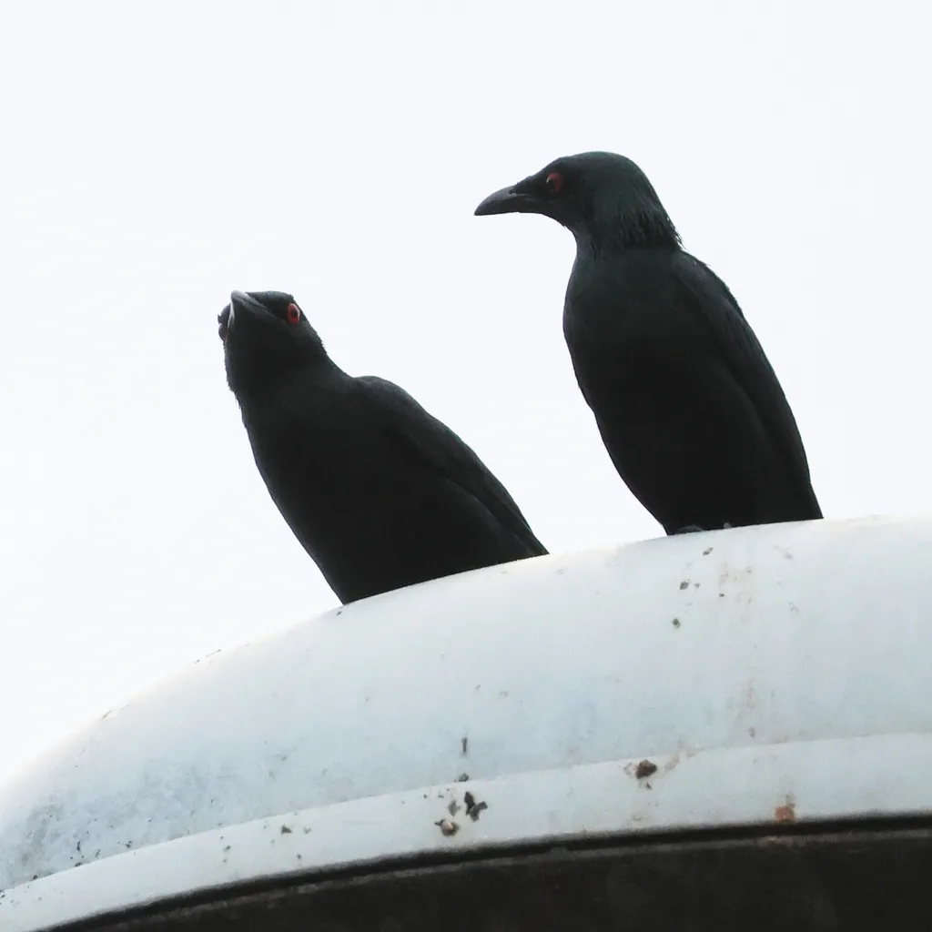 亚洲辉椋鸟(Aplonis panayensis)