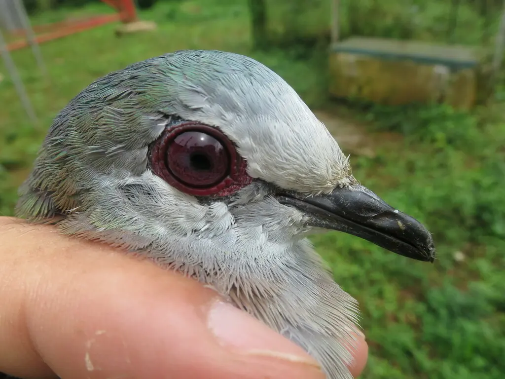 非洲鸽(Aplopelia larvata)