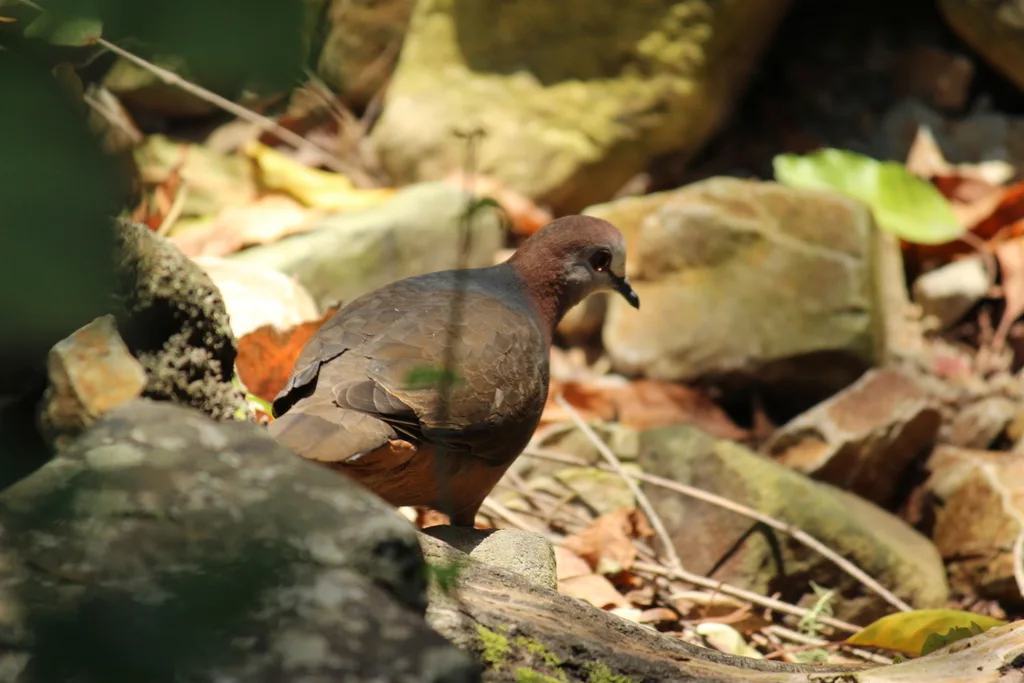 非洲鸽(Aplopelia larvata)