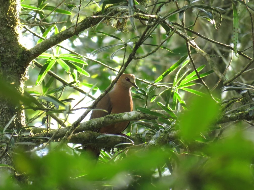 非洲鸽(Aplopelia larvata)