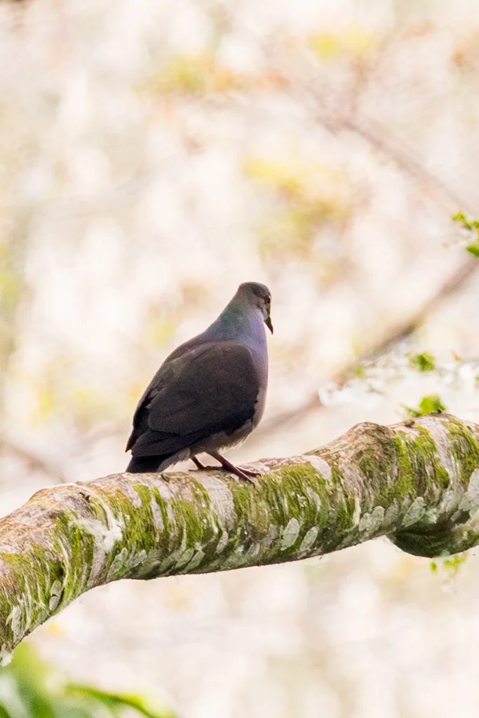 非洲鸽(Aplopelia larvata)