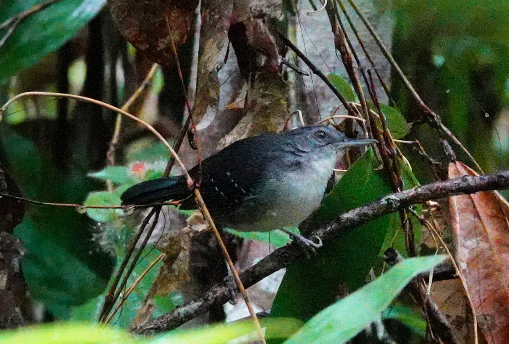 委内瑞拉蚁鸟(Aprositornis disjuncta)
