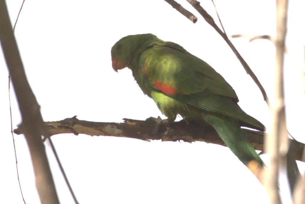 红翅鹦鹉(Aprosmictus erythropterus)