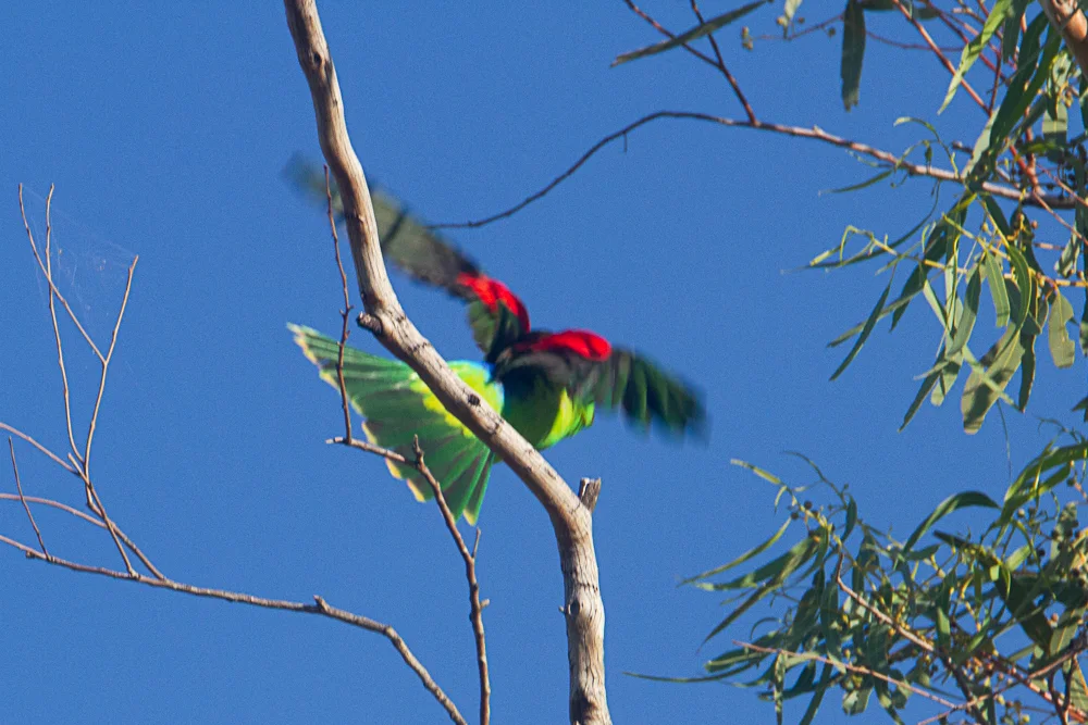 红翅鹦鹉(Aprosmictus erythropterus)