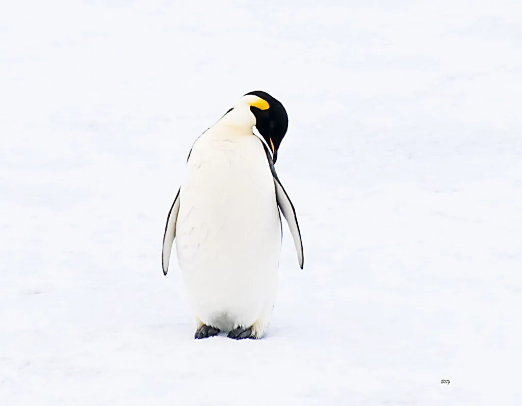 帝企鹅(Aptenodytes forsteri)