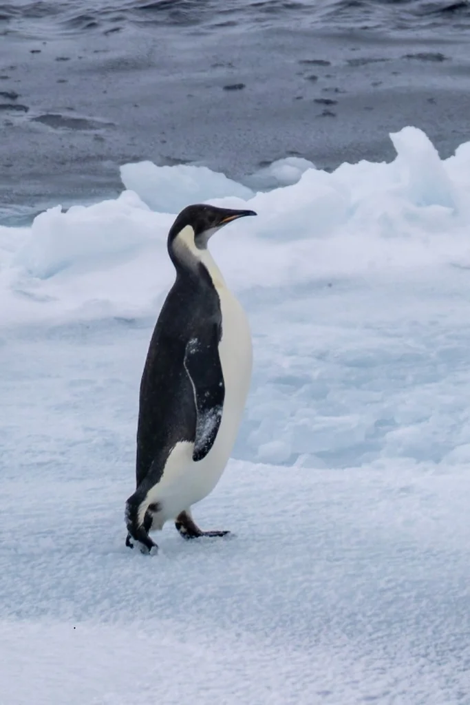 帝企鹅(Aptenodytes forsteri)