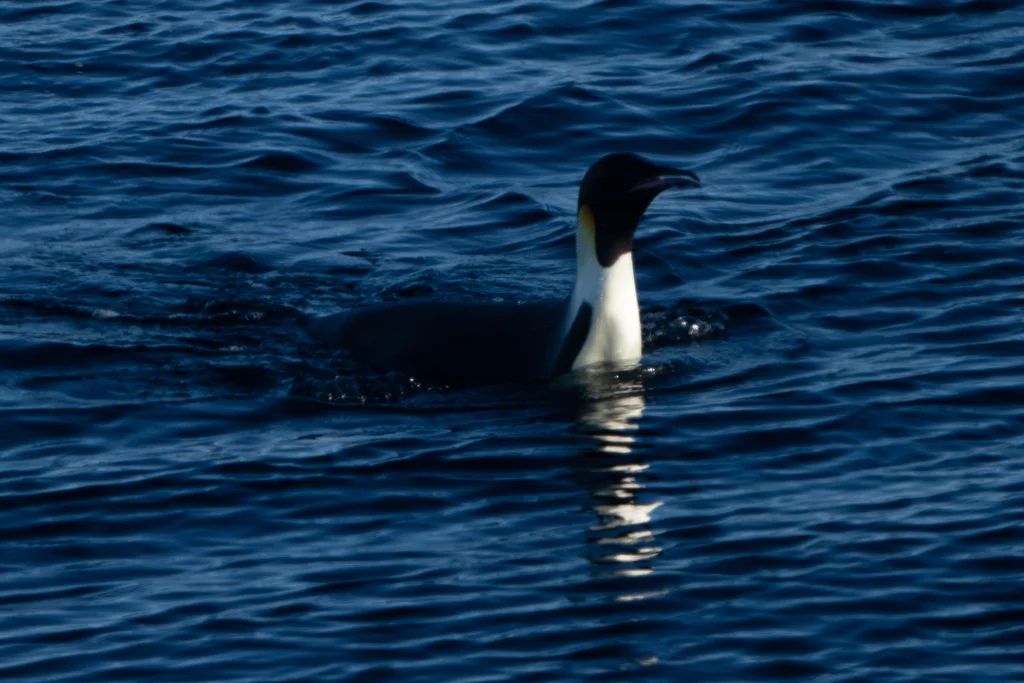 帝企鹅(Aptenodytes forsteri)