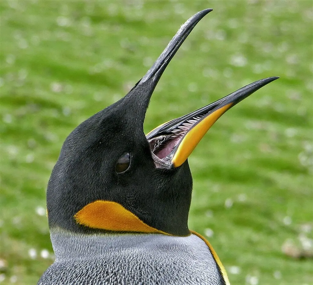 王企鹅(Aptenodytes patagonicus)