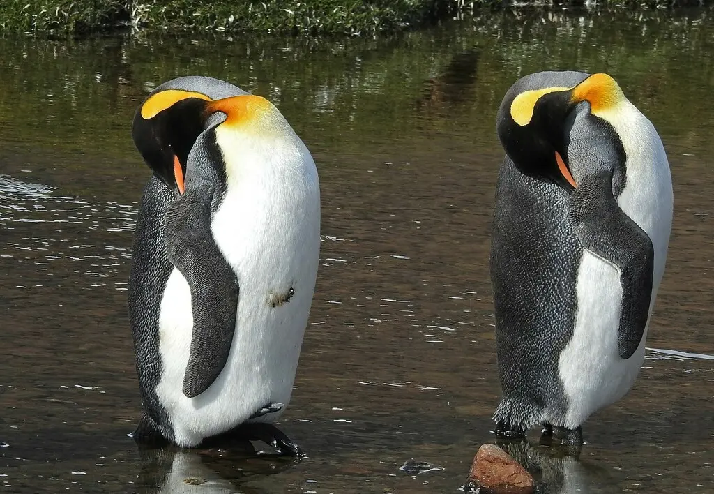 王企鹅(Aptenodytes patagonicus)