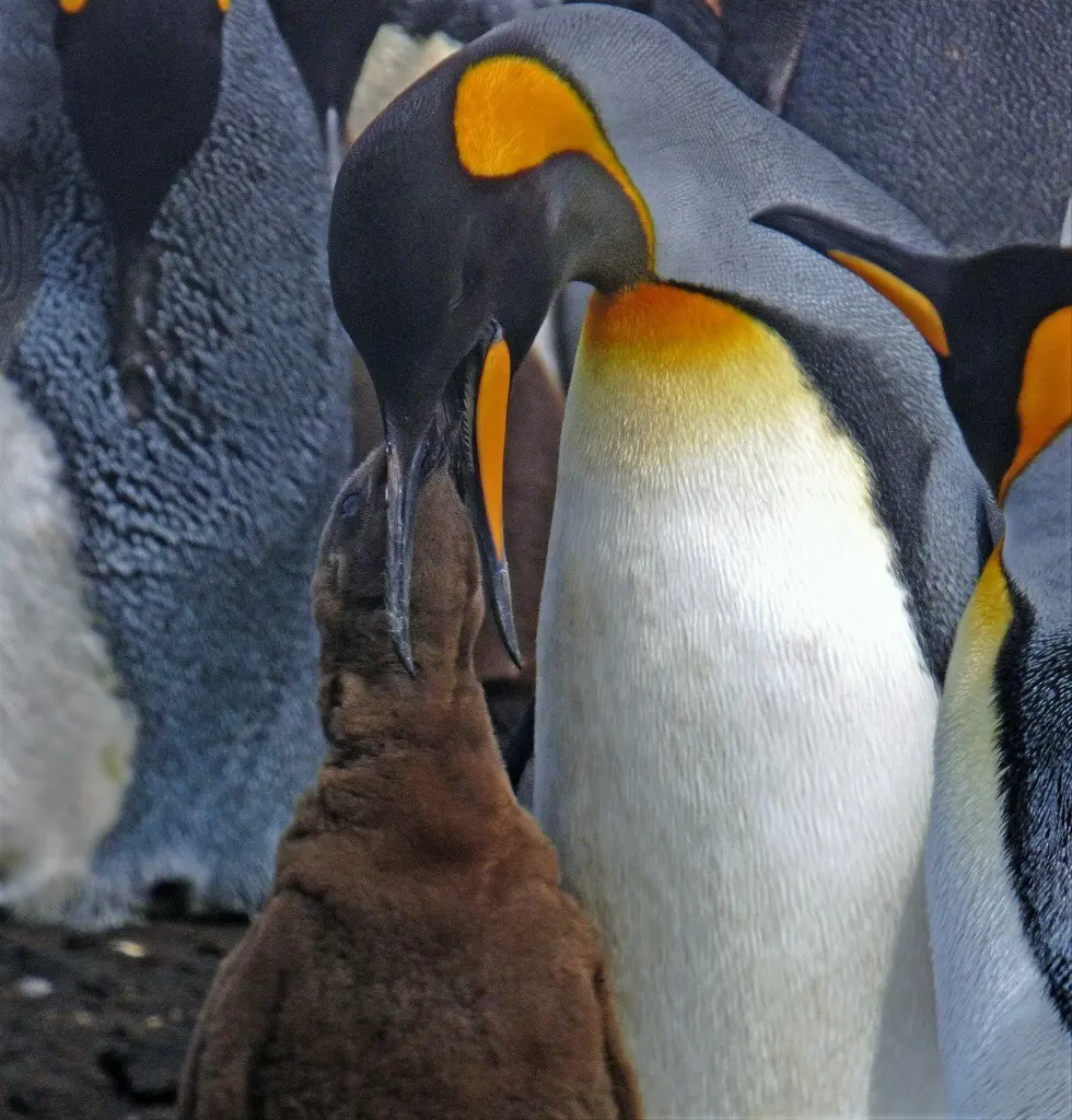 王企鹅(Aptenodytes patagonicus)