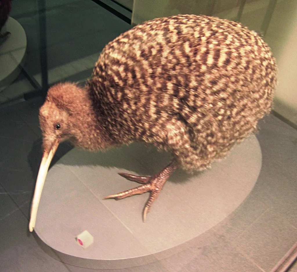大斑几维(Apteryx maxima)
