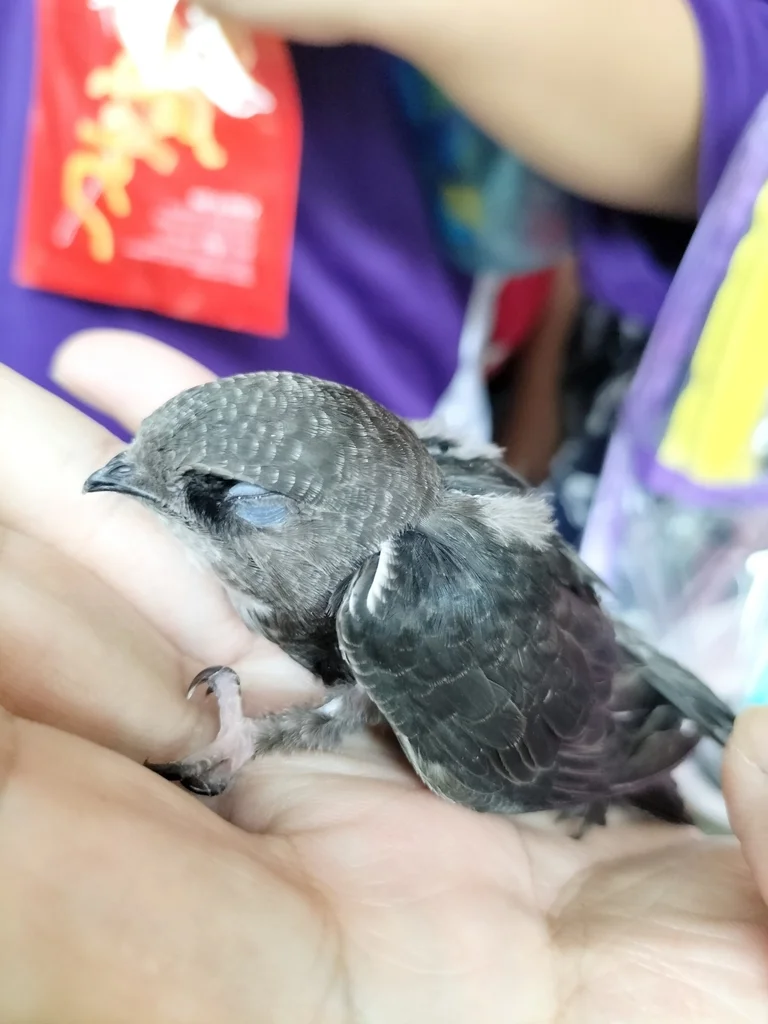 小白腰雨燕(Apus nipalensis)