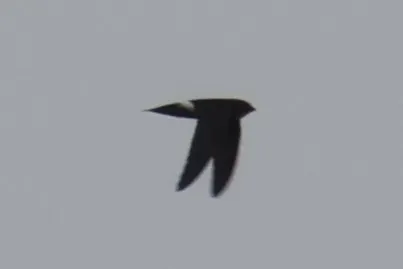 小白腰雨燕(Apus nipalensis)