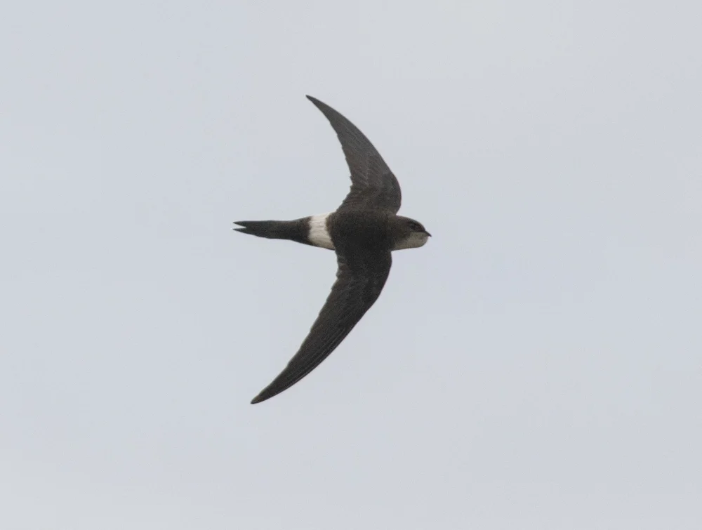 白腰雨燕(Apus pacificus)