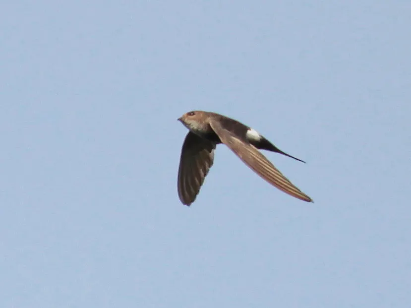 白腰雨燕(Apus pacificus)