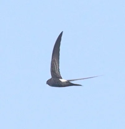 白腰雨燕(Apus pacificus)