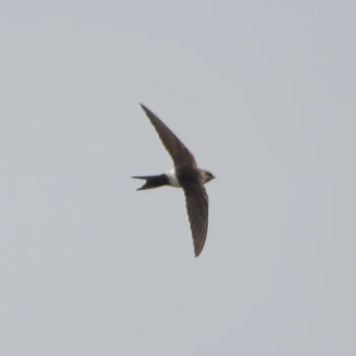 白腰雨燕(Apus pacificus)