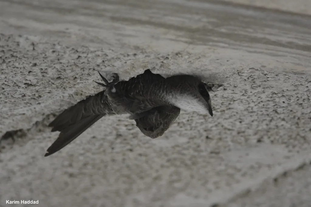 苍雨燕(Apus pallidus)