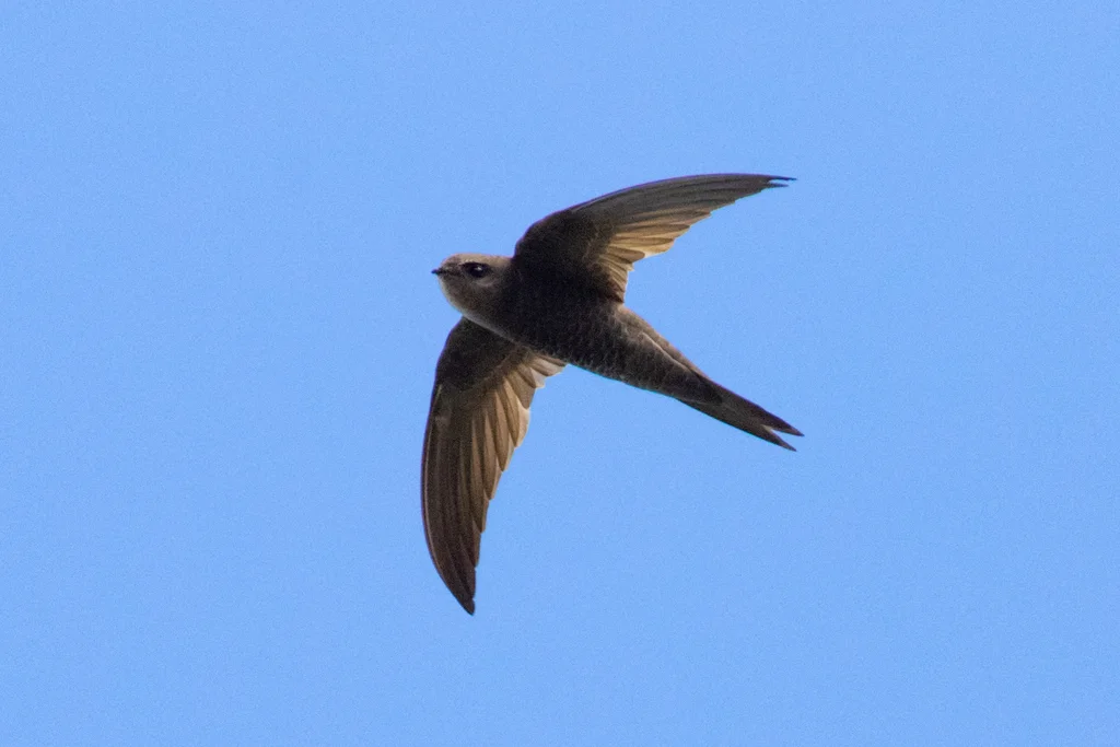 纯色雨燕(Apus unicolor)
