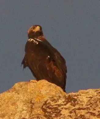 西班牙雕(Aquila adalberti)