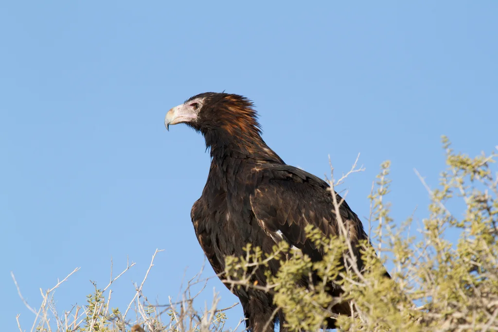 楔尾雕(Aquila audax)