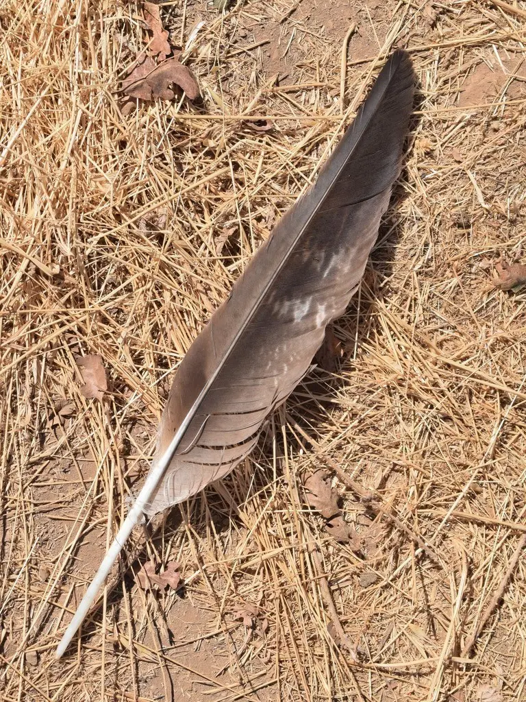金雕(Aquila chrysaetos)