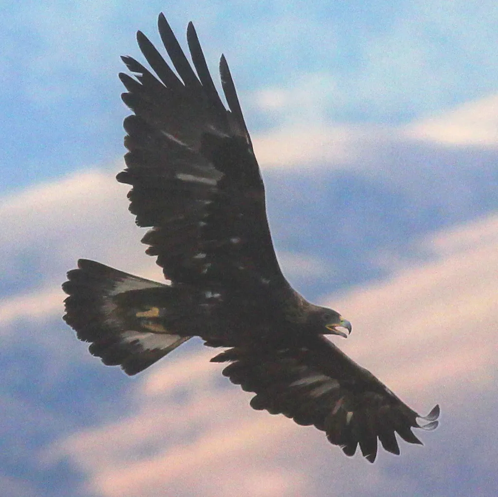 金雕(Aquila chrysaetos)