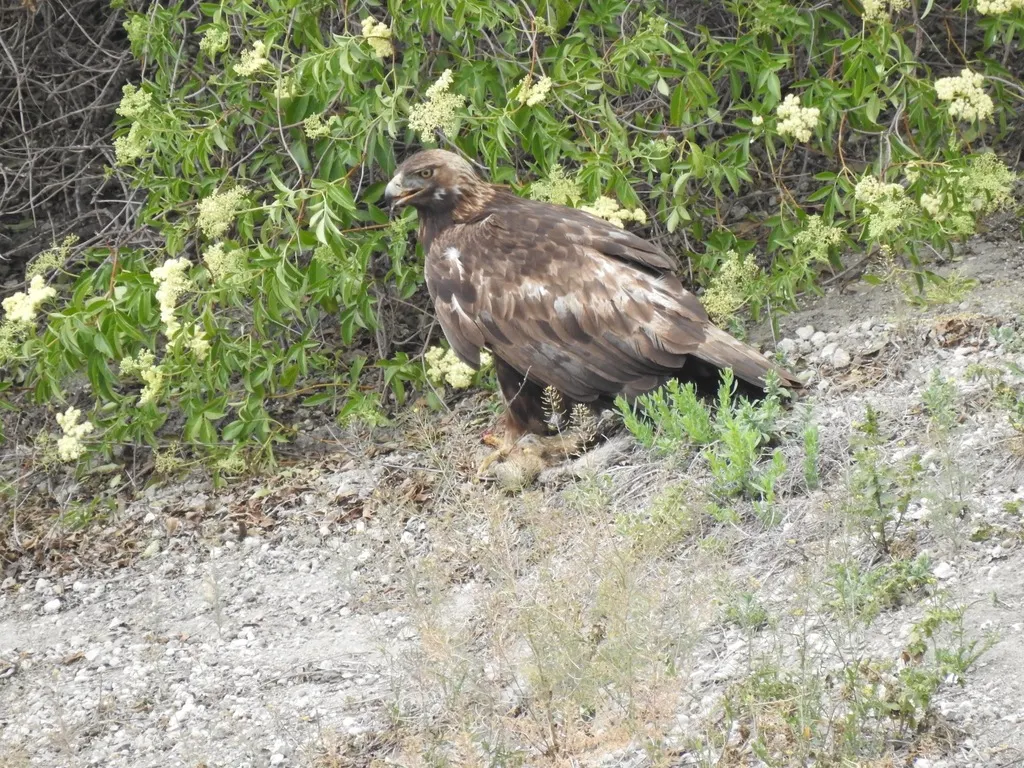金雕(Aquila chrysaetos)
