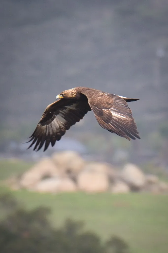 金雕(Aquila chrysaetos)