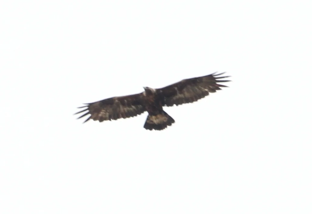 金雕(Aquila chrysaetos)