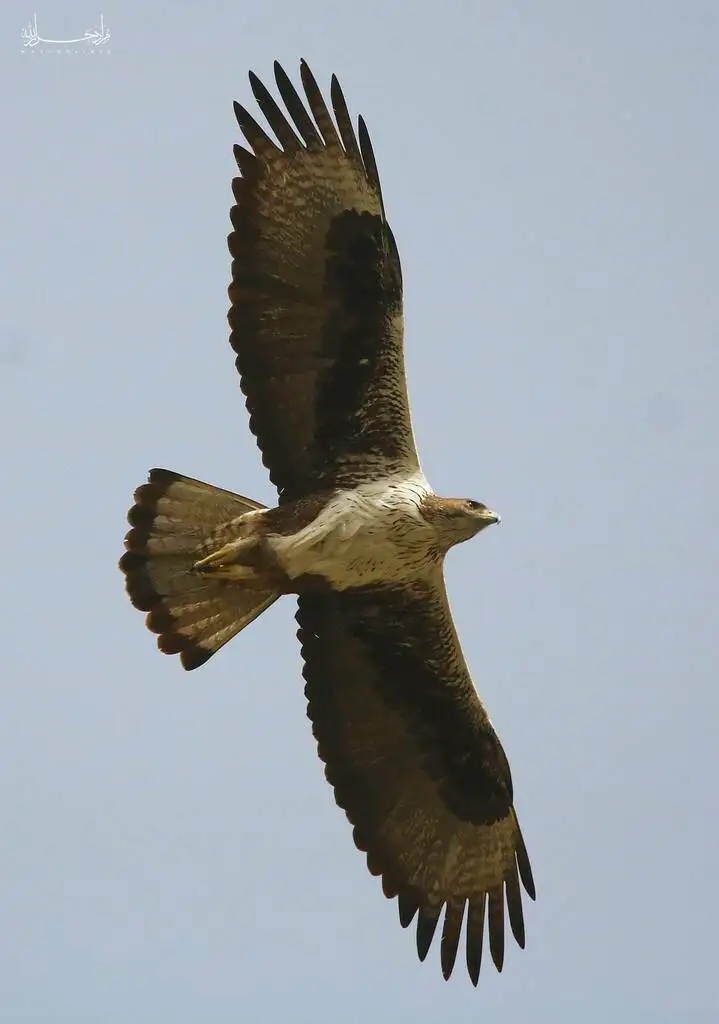 白腹隼雕(Aquila fasciata)