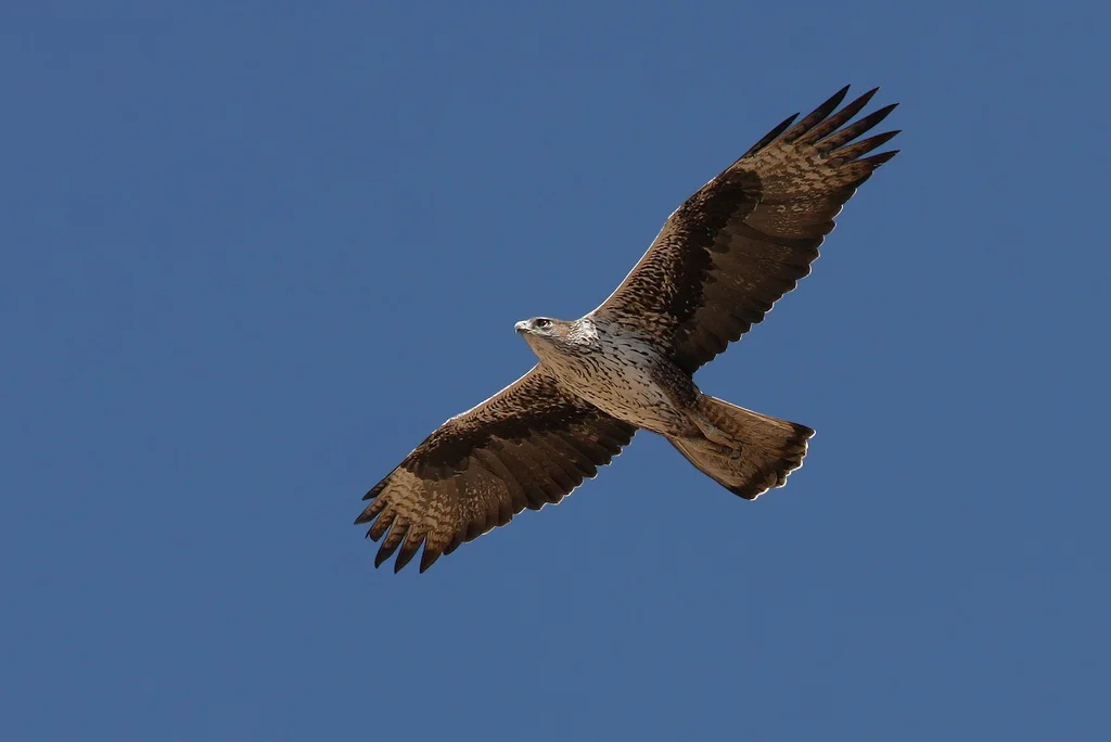 白腹隼雕(Aquila fasciata)