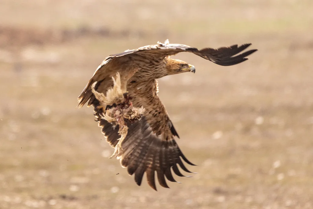 白肩雕(Aquila heliaca)