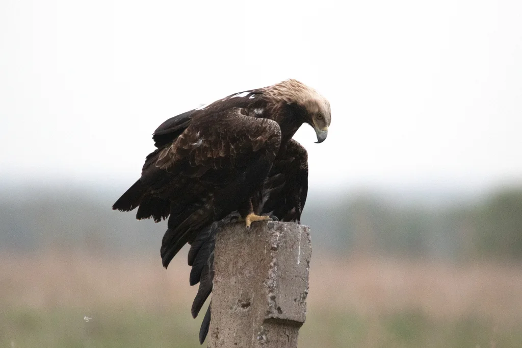 白肩雕(Aquila heliaca)
