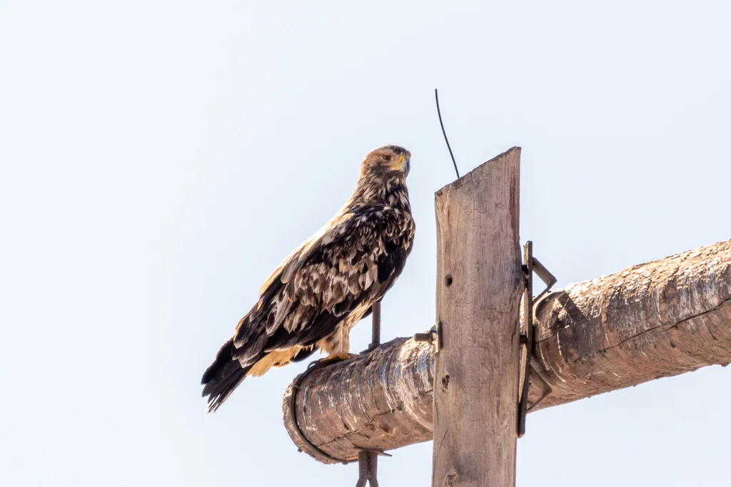 白肩雕(Aquila heliaca)