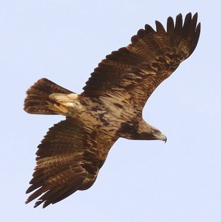 白肩雕(Aquila heliaca)