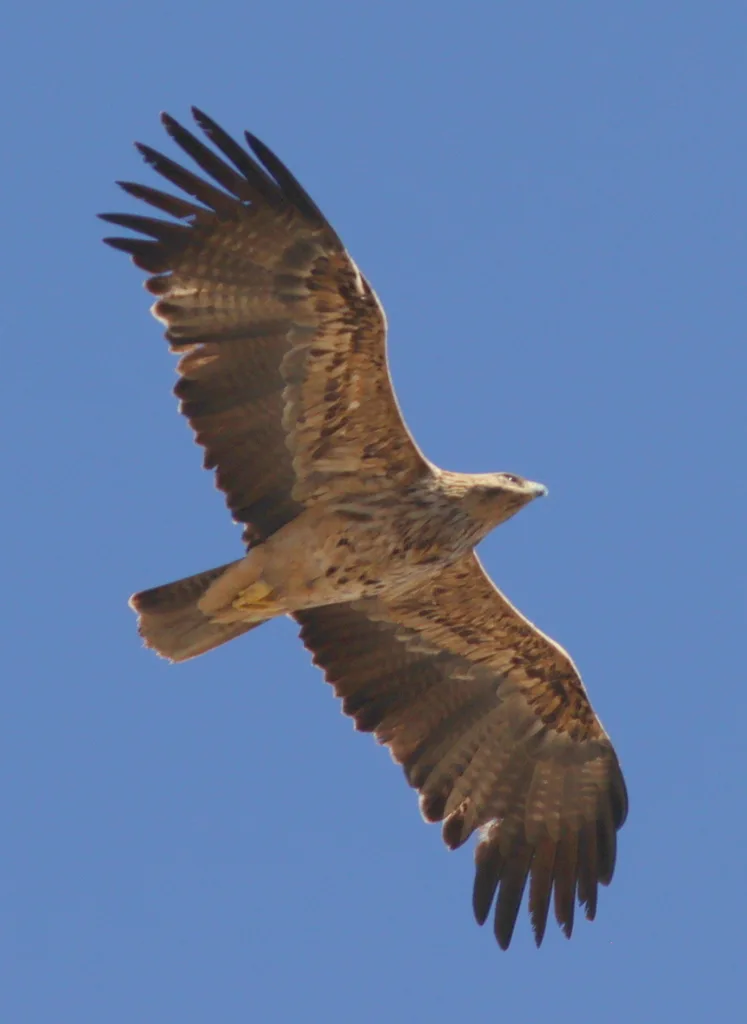 白肩雕(Aquila heliaca)