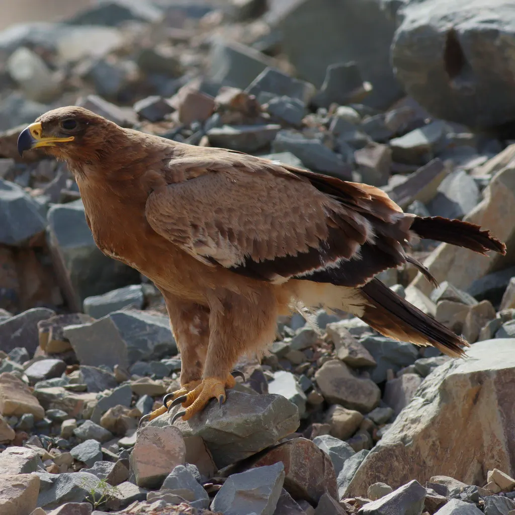 草原雕(Aquila nipalensis)